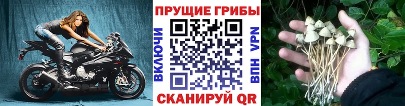 Галлюциногенные грибы Psilocybe  Исилькуль 